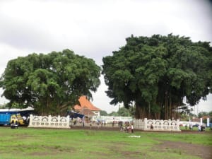 Wunschbäume auf Platz in Yogya Wunschbäume auf Platz in Yogya